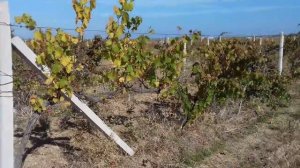 Виноградники Севастополя