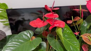 Казанова, Мужское Счастье, Антуриум Характеристика Со