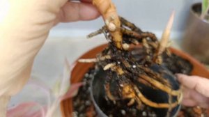 Аглаонема, отсаживаем деток от мам.🪴