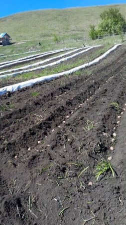 Сажаем картошку