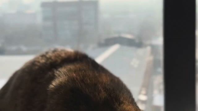 Трава для кошек