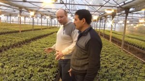 Технология выращивания рассады томата в теплице (08-12-20