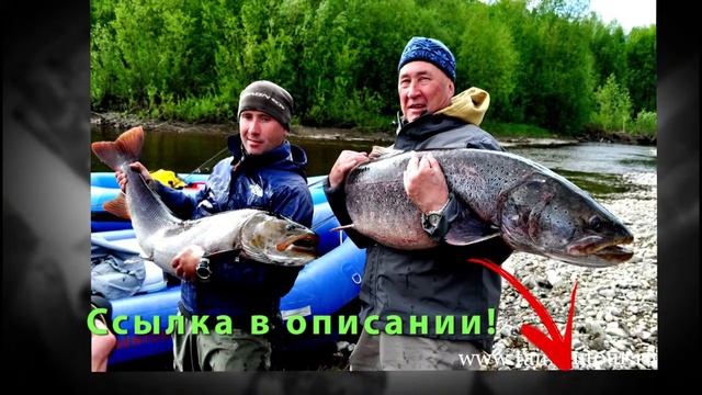 ВЫ НИКОГДА НЕ ПОЙМАЕТЕ ДЕЙСТВИТЕЛЬНО МНОГО РЫБЫ, ЕСЛИ НЕ ВОСПОЛЬЗУЕТЕСЬ  Fish Hungry