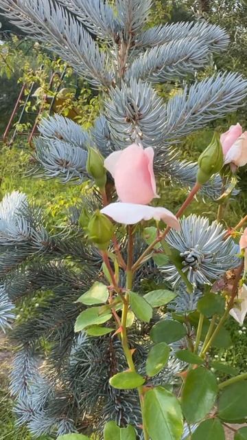 СОЧЕТАНИЕ ЦВЕТОВ #розы #хвойные #angelsgarden #сочетаниецвет