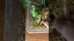 Укоренение во мху комнатные растения