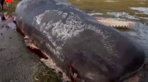 Эта новость потрясла весь мир! Посмотрите, что нашли в животе у кашалота!