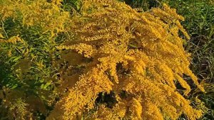 ЗОЛОТАРНИК ОБЫКНОВЕННЫЙ ИЛИ КАНАДСКИЙ. ПОЛЕЗНЫЕ СВОЙСТВА #золотаярозга #золотарник