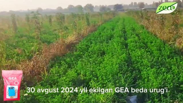 Деҳқон фикри. Италия давлатининг Джеа навли беда уруғ смотреть онлайн