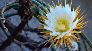 Растение Царица ночи или селеницереус крупноцветковы