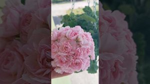 Пеларгония сорт ТА-Эммануэль