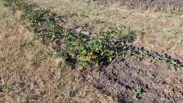 Ежевика во второй половине сентября, некоторые нюансы смотреть онлайн