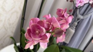 Редчайшие орхидеи Осло, Розетта, Нотингем, Загреб, Там?