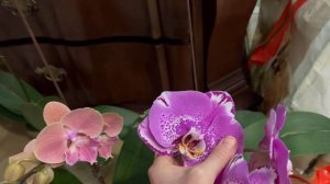 РАСПАКОВКА!!! Орхидеи из Байкальских!😤😈🌸