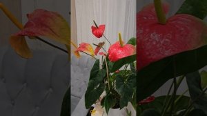 Антуриум Дакота - шикарный сорт