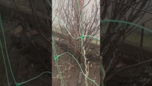 Лучший сидерат ! Фитофторы , мучнистой росы не будет