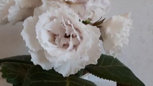 Глоксиния НГ-Белые снеги.