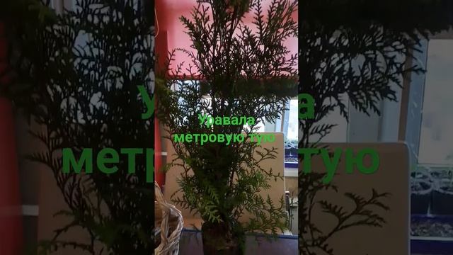 #рассада #туи#купилдомвдеревне #георгины #весна смотреть онлайн