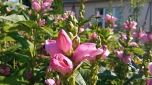 Chelone obliqua (Хелоне косая)