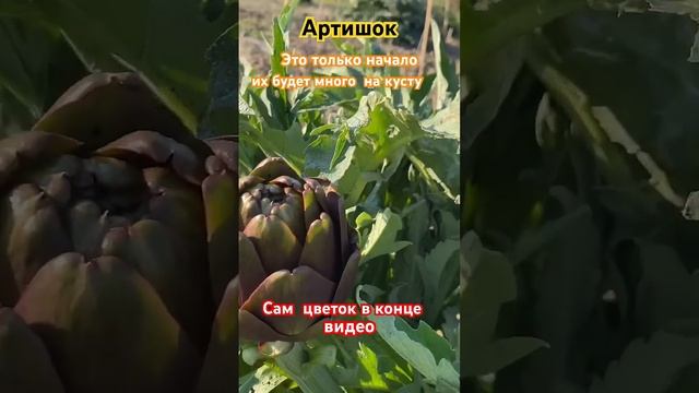 #артишок #делаогородные