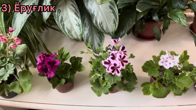 Гуллатишни 5 та қоидаси. Геран узоқ ва чаман гуллаши уч