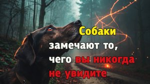 15 Секретов, Которые Видят и Слышат Только Собаки