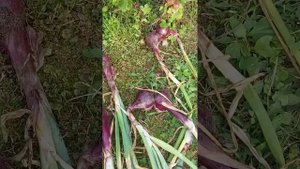 лук севок "ред семко", мои два удивления и мой результа?