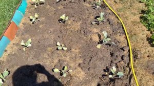 Печальная картина Огород после заморозка