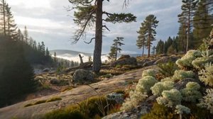 Урок 26|7 класс.Биология.Лишайники