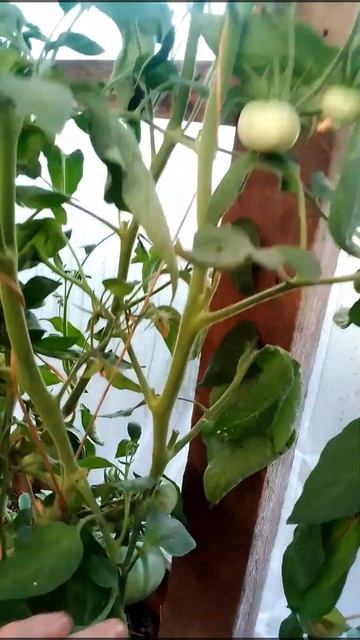 теплица#изхлама#своимруками#лето#алтай смотреть онлайн