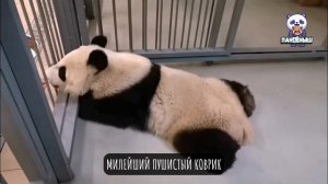 🐼 У панды Катюши новое достижение — она научилась правильно лежать на животе во время тренингов.