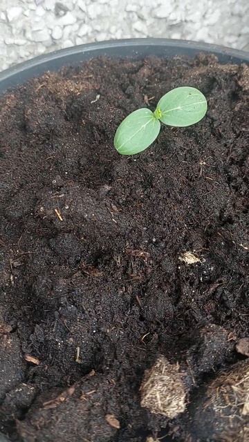 рассада огурцов