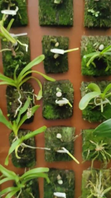 Сад орхидей на острове Ява, город Бандунг смотреть онлайн