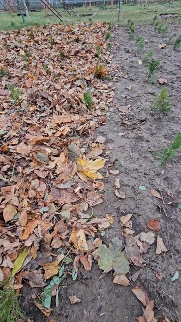 Мульчирование молодых туй смотреть онлайн