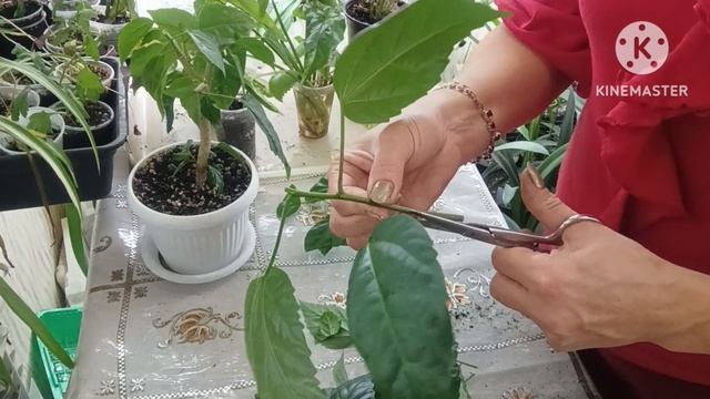 ✂️ Формирование кроны ГИБИСКУСА 💥🌱🔥 ПРИЯТНЫЙ сос?