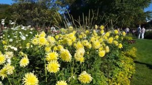 Herbstblumenkönigin - Dahlienparade 2024. Георгины не хуже роз...