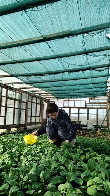 збір #garden #теплица #редиска реди смотреть онлайн