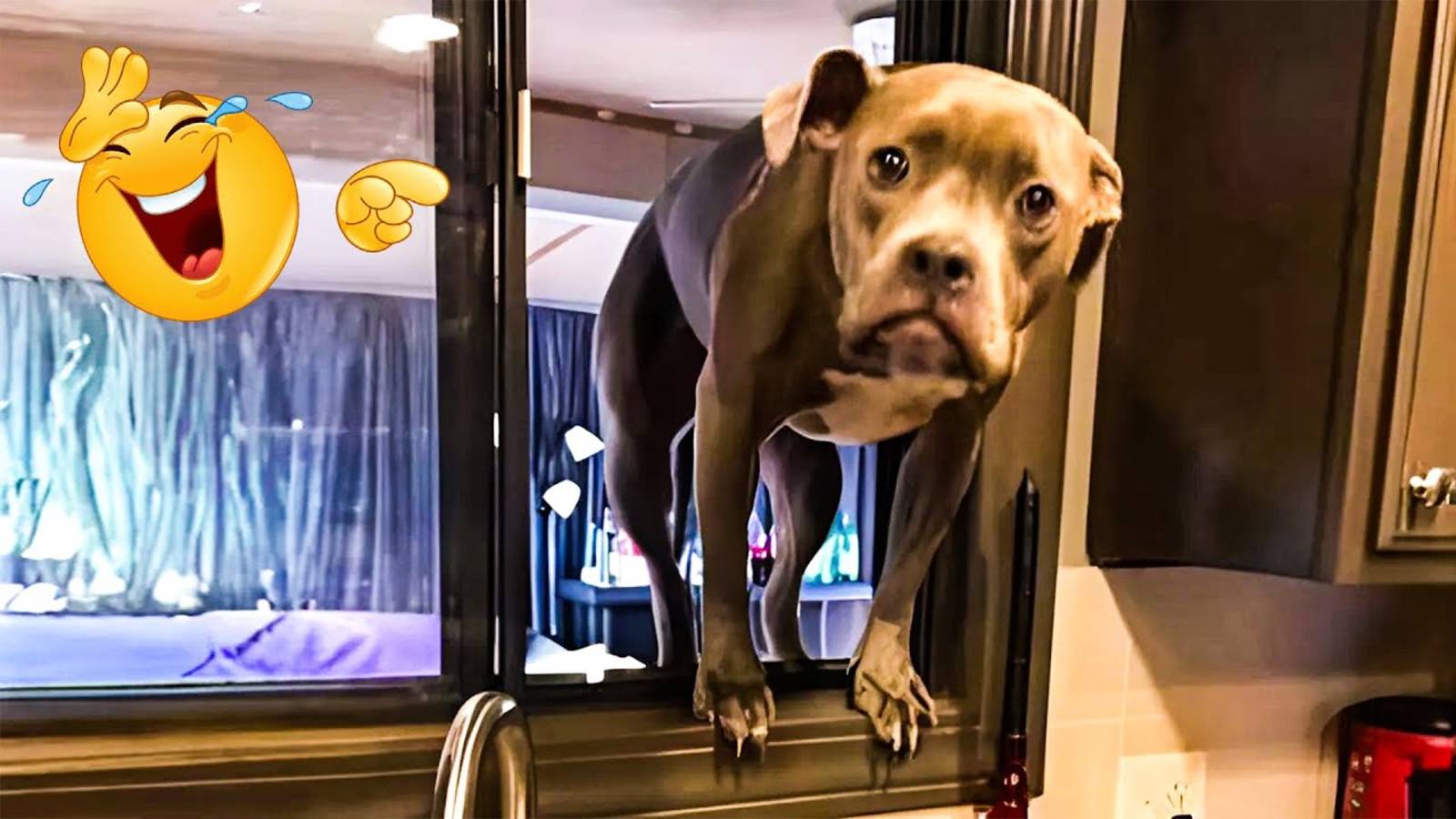 Забавные видеоклипы с животными 😹🐶 Подборка самых смешных моментов с кошками и собаками 😁.