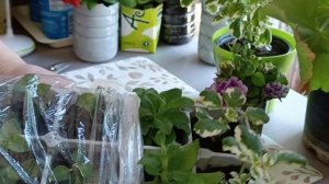Укореняю за 5 дней 🌸 Шикарные корни у петунии за 14 дне?