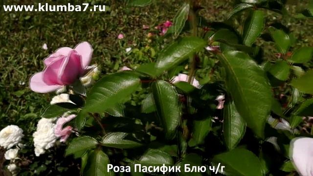30 сортов роз - голубых, лиловых, сиреневых! Подборка со?