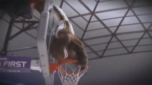 самые прикольные нарезки с животными под музыку и не толька