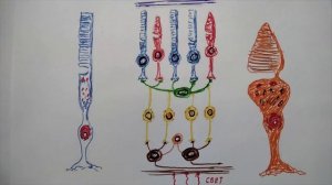 Квантовая природа вещества и поля. Л 29 А где прячется память человека.