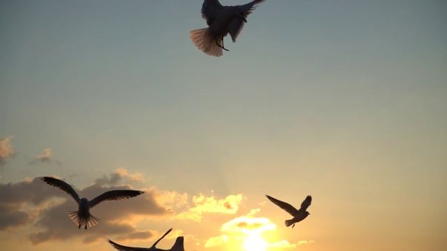 Тише, птенчики мои! (Нежная песня под гитару, NeiroBarD) смотреть онлайн