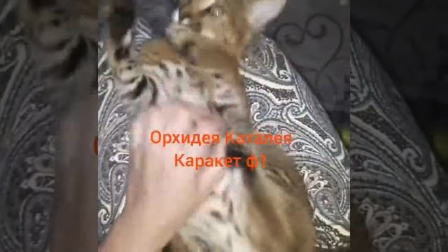 нежная девочка каракет ф1 Орхидея Каталея смотреть онлайн