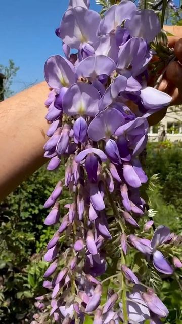 Глициния Blue Moon смотреть онлайн