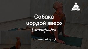 собака вверх