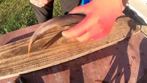 как или чем  почистить окуня за минуту