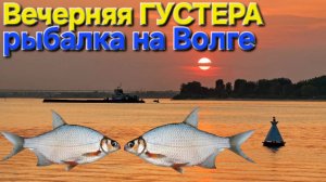 🔥ВЕЧЕРНЯЯ ГУСТЕРА и ВЫСОКИЙ БЕРЕГ на Волге🔥...в Астрахани !!!