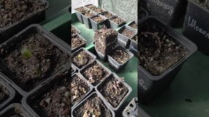 Зимовка мяты в контейнерах на улице