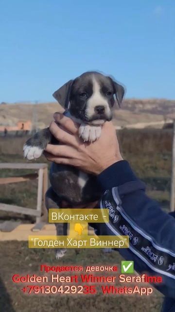 Есть щенки Амстаффа питомник https://vk.com/goldenhartwinner достав?