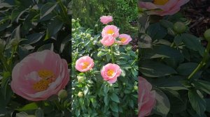 Пион Салмон Дрим цвет , 1июня 2024год. Подмосковье.